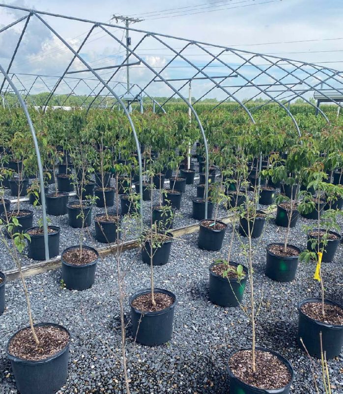 A cultivar of flowering dogwood (three rows in the foreground) with a high incidence of stunted and dying plants.