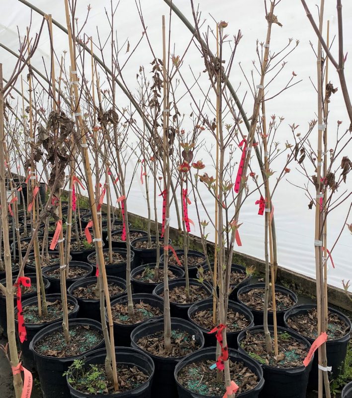 Flowering dogwood with severely stunted new growth.