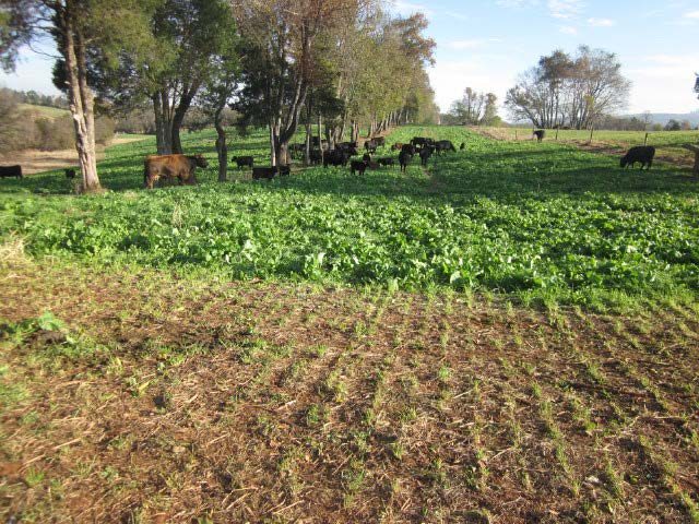 Figure 4. It took just a few hours for the cows to learn that forage turnip is a plant worth eating (Photo: Bob Wilbanks).