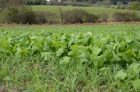 Figure 3. Cereal rye and forage turnip produced high quality forage in less than 60 days after planting.