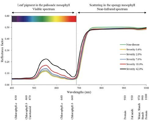 a diagram showing the leaf pigment in the palissade mesophyll visable spectrum and the scattering in the spongy mesophyll near-infared spectrum.