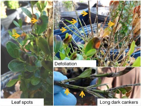 Figure 2, Symptoms of boxwood blight on boxwood leaves and stems.