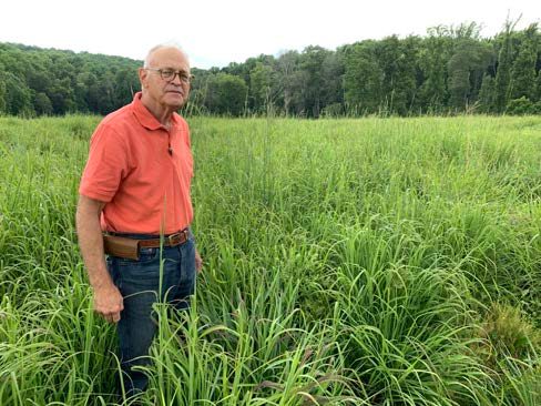 Abundant, nutritious forage was available in the three-way mixture of native grasses in early summer one year after seeding.