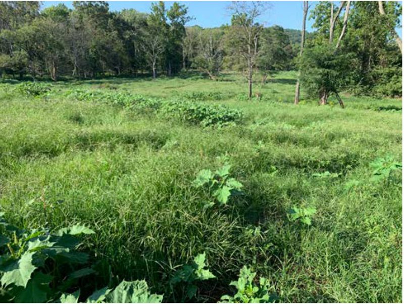 A thick stand of goosegrass and other summer annual weeds was evident in the summer months following planting.