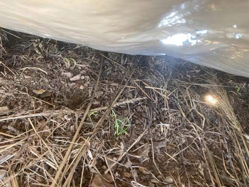 A picture containing a torn UV-treated occultation silage tarp with weeds growing underneath and sunlight coming in through the holes.