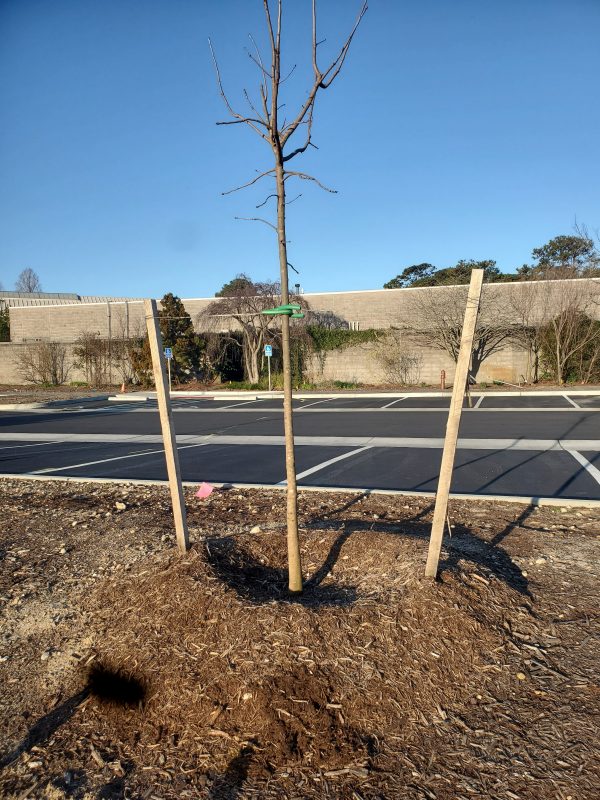  Mulch is piled high in a ring around a newly planted tree, with the center dipping down volcano-like to the base of the trunk to direct water flow down toward the tree’s root system.