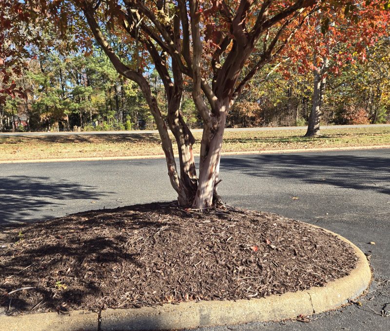  A multi-trunked tree stands in a mulched island within a parking lot; the mulch angles upward from the edges of the island and covers the tree’s root flare zone.