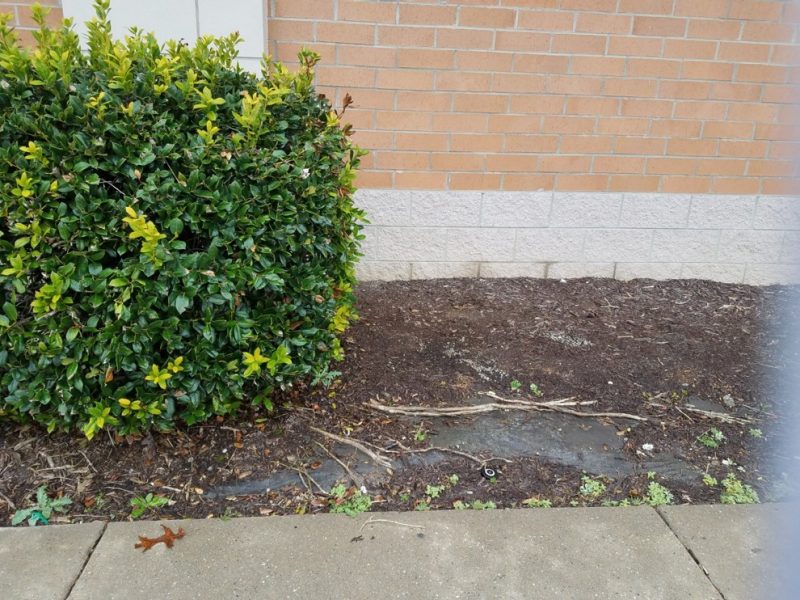A shrub with roots extending over landscape fabric and mulch due to the fabric becoming impervious, preventing oxygen and moisture under it.