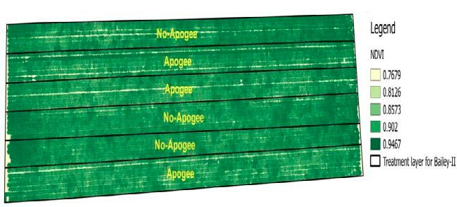 Figure 2. Strips of 5 t 8 peanut rows marked as treated or not treated with PRO-CA.