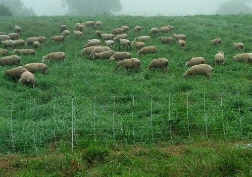  Electric poly-wire netting containing sheep grazing green stockpiled pasture.