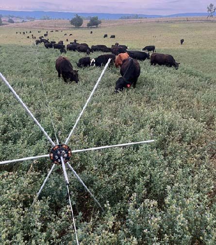  A single strand of electric poly wire runs across an alfalfa field with cows grazing in it. Rather than posts, the wire is held up by “wheels” with long metal spokes emerging from central hubs.