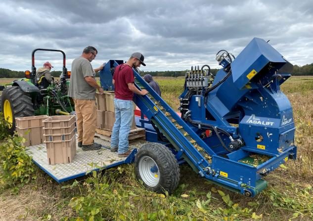 Two farm workers standing on a blue green bean picking machine, watching picked beans go up a conveyor. The machine is being pulled through an edamame field behind a green John Deere tractor.