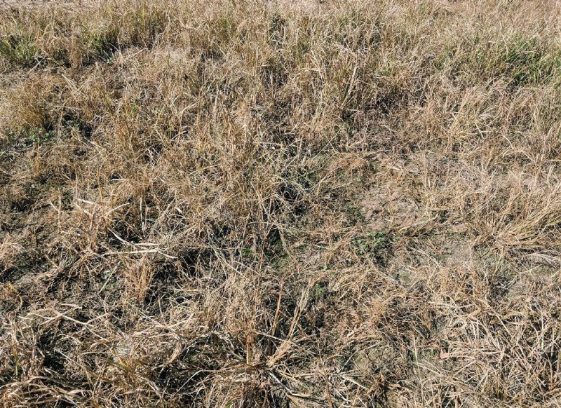 It is possible to plant into standing dead material with- out mowing if the material has an upright structure and does not impede planting or growing seedlings.
