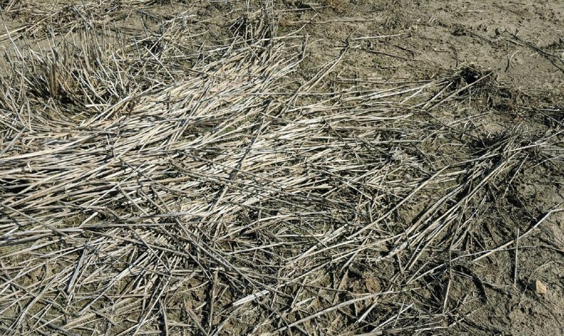 Large amounts of residue left from mowing can also interfere with seeding and emergence.