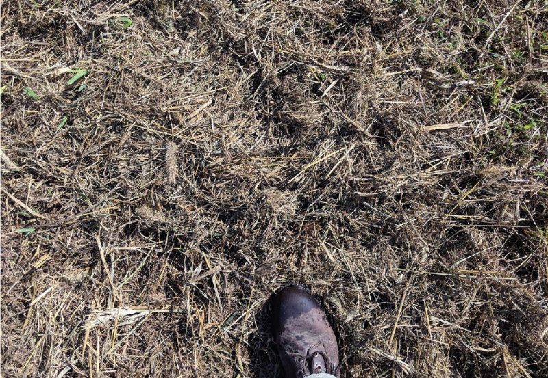 Thick plant residues interfere with seeding and can shade out and kill the newly emerging seedlings.