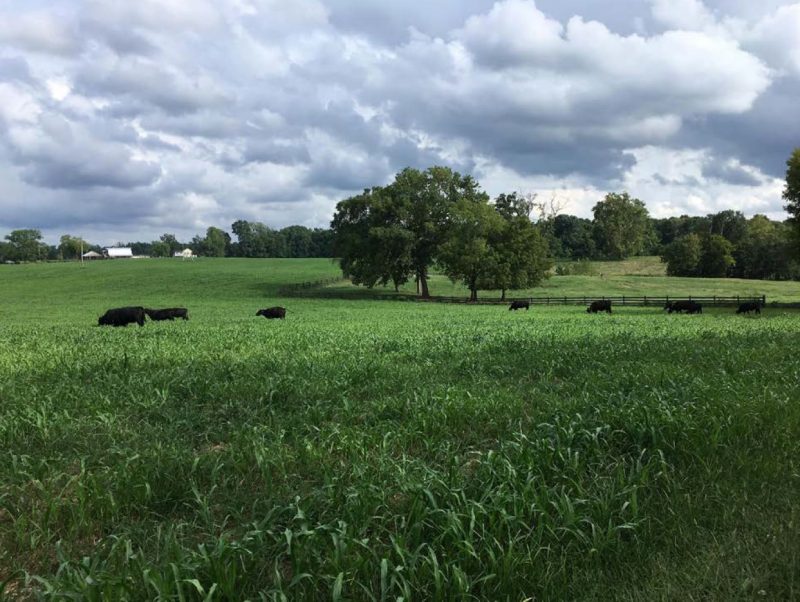 View of rural Powhatan County.