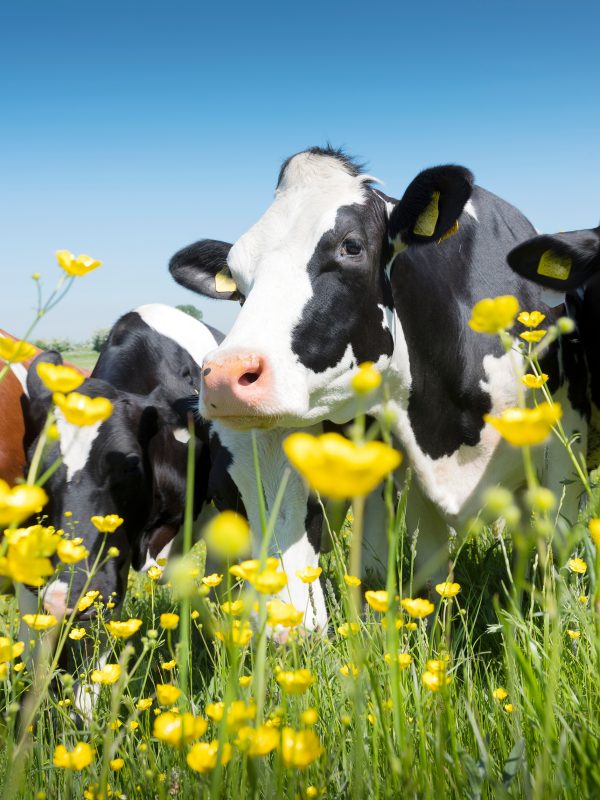 Dairy cows under a blue sky with buttercups in the foreground.