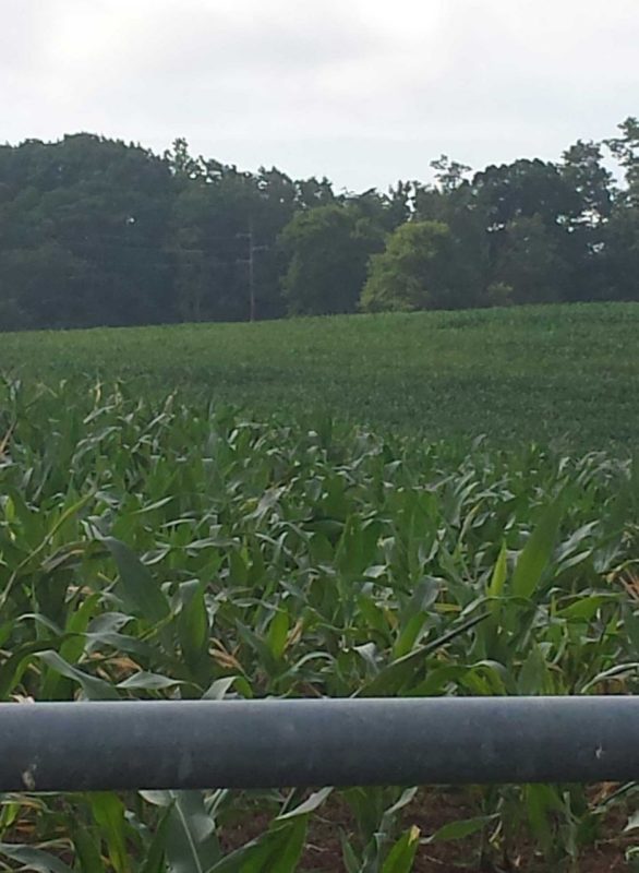 corn-field